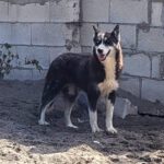 Sibirian Husky Alaska, 04/2022, ca. 55 cm