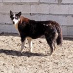 Sibirian Husky Alaska, 04/2022, ca. 55 cm