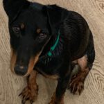 Terrier Mischling Albina, 07/2024, ca. 35 cm, 61352 Bad Homburg