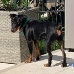 Terrier Mischling Albina, 07/2024, ca. 35 cm, 61352 Bad Homburg