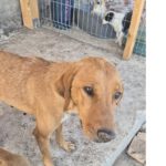 Mischling Alma, 05/09/2022, ca. 50cm