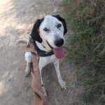 Mischling Amapola, 02/2023, ca. 65 cm