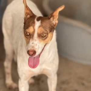 Podenco Amiera, 03/2023, ca. 40 cm