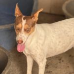 Podenco Amiera, 03/2023, ca. 40 cm