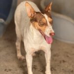 Podenco Amiera, 03/2023, ca. 40 cm