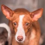 Podenco Anita, 10/2020, ca. 40cm