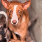 Podenco Anita, 10/2020, ca. 40cm