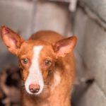 Podenco Anita, 10/2020, ca. 40cm