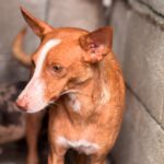 Podenco Anita, 10/2020, ca. 40cm