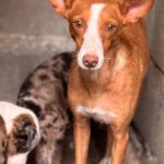 Podenco Anita, 10/2020, ca. 40cm