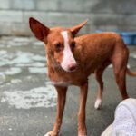 Podenco Anita, 10/2020, ca. 40cm