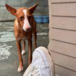 Podenco Anita, 10/2020, ca. 40cm
