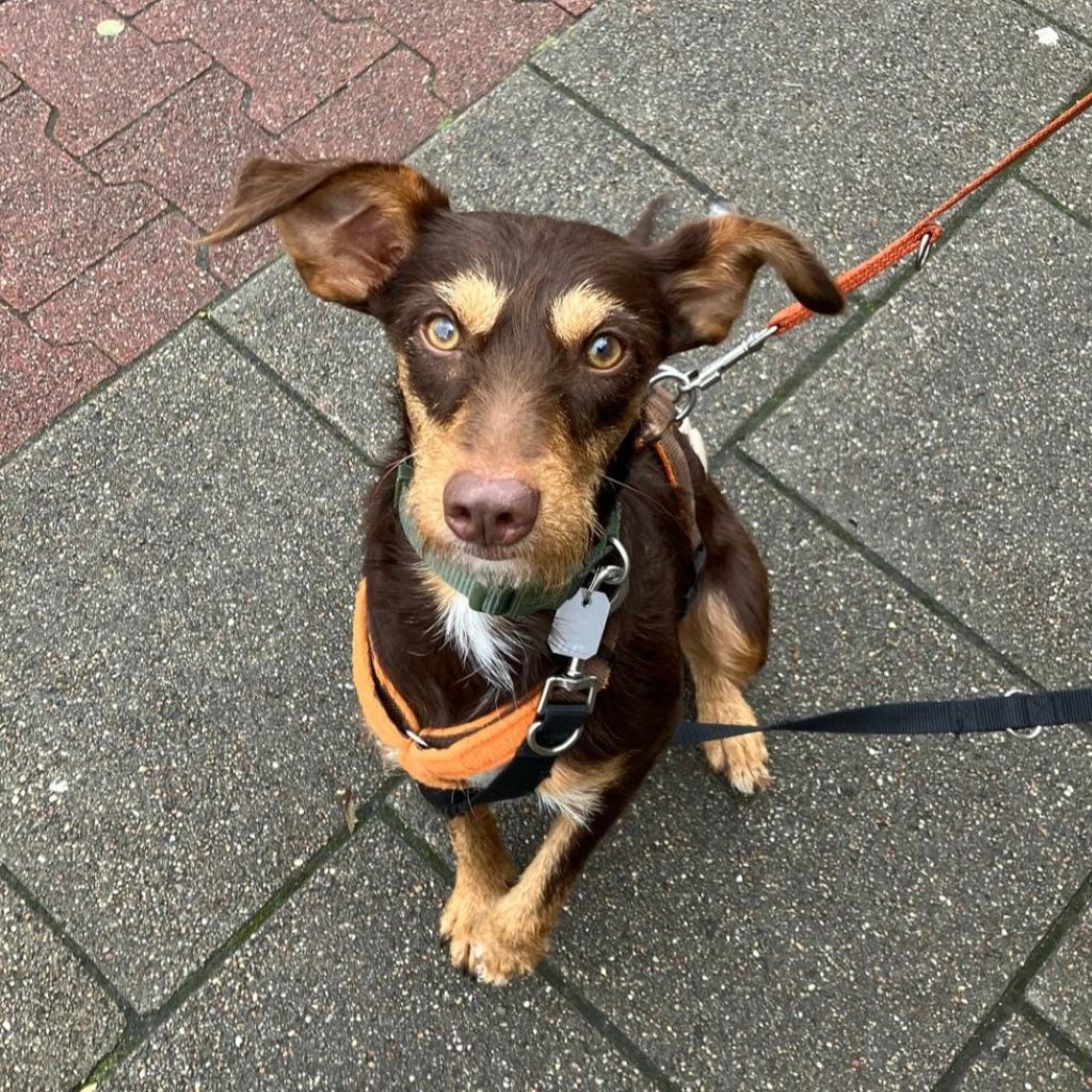 Podenco Annabelle, 03/2025, Endgröße ca. 45 cm, 21337 Lüneburg