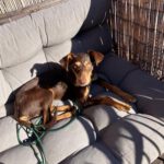 Podenco Annabelle, 03/2025, Endgröße ca. 45 cm, 21337 Lüneburg