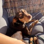 Podenco Annabelle, 03/2025, Endgröße ca. 45 cm, 21337 Lüneburg