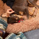 Podenco Annabelle, 03/2025, Endgröße ca. 45 cm, 21337 Lüneburg