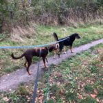 Podenco Annabelle, 03/2025, Endgröße ca. 45 cm, 21337 Lüneburg