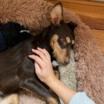 Podenco Annabelle, 03/2025, Endgröße ca. 45 cm, 21337 Lüneburg