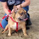 Franz. Bulldogge Anteros, 05/2018, ca. 35 cm