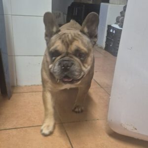 Franz. Bulldogge Anteros, 05/2018, ca. 35 cm