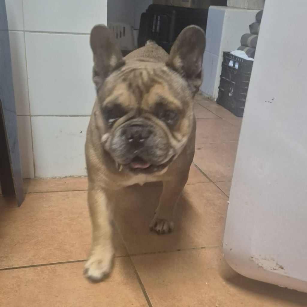 Franz. Bulldogge Anteros, 05/2018, ca. 35 cm