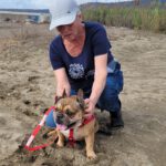 Franz. Bulldogge Anteros, 05/2018, ca. 35 cm