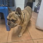 Franz. Bulldogge Anteros, 05/2018, ca. 35 cm