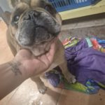 Franz. Bulldogge Anteros, 05/2018, ca. 35 cm