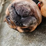 Franz. Bulldogge Anteros, 05/2018, ca. 35 cm