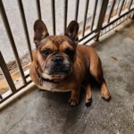 Franz. Bulldogge Anteros, 05/2018, ca. 35 cm