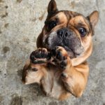 Franz. Bulldogge Anteros, 05/2018, ca. 35 cm