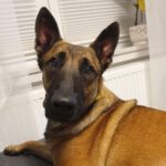 Malinois Mischling Anubis, 06/2023, ca. 60 cm, 52224 Stolberg