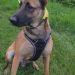 Malinois Mischling Anubis, 06/2023, ca. 60 cm, 52224 Stolberg