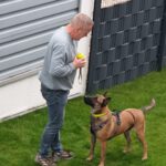 Malinois Mischling Anubis, 06/2023, ca. 60 cm, 52224 Stolberg