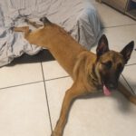 Malinois Mischling Anubis, 06/2023, ca. 60 cm, 52224 Stolberg