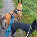 Malinois Mischling Anubis, 06/2023, ca. 60 cm, 52224 Stolberg