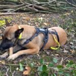 Malinois Mischling Anubis, 06/2023, ca. 60 cm, 52224 Stolberg