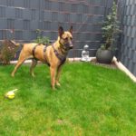 Malinois Mischling Anubis, 06/2023, ca. 60 cm, 52224 Stolberg