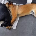 Malinois Mischling Anubis, 06/2023, ca. 60 cm, 52224 Stolberg