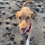 Podenco Mischling Apolo, 05/2022, ca. 40 cm