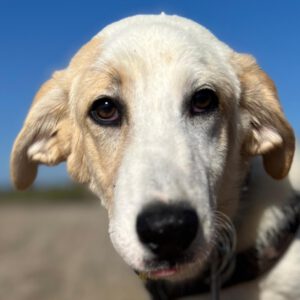 Mischling Arturo, 04/2025, ca 65 cm