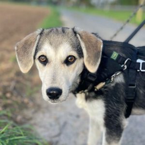 Mischling Ava, 05/2025, Endgröße ca. 45- 50 cm, 61350 Bad Homburg