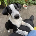 Podenco Mischling Azul, 07/2025, Endgröße ca.50- 55 cm, 55129 Mainz