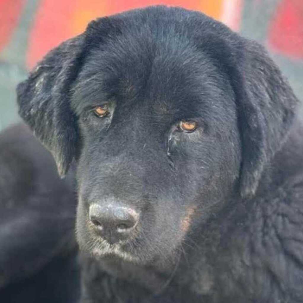 Labrador-Tibetan-Mastiff-Mischling Bagheera, 02/2023, 50 cm
