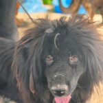 Labrador-Tibetan-Mastiff-Mischling Bagheera, 02/2023, 50 cm
