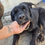 Labrador-Tibetan-Mastiff-Mischling Bagheera, 02/2023, 50 cm