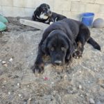 Labrador-Tibetan-Mastiff-Mischling Bagheera, 02/2023, 50 cm