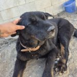 Labrador-Tibetan-Mastiff-Mischling Bagheera, 02/2023, 50 cm