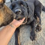 Labrador-Tibetan-Mastiff-Mischling Bagheera, 02/2023, 50 cm