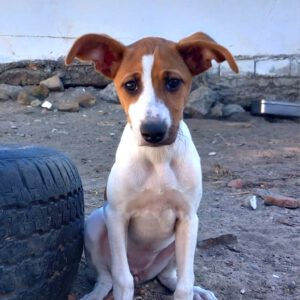 Bodeguero Mischling Bambina,06/2025, Endgröße ca. 35-40 cm